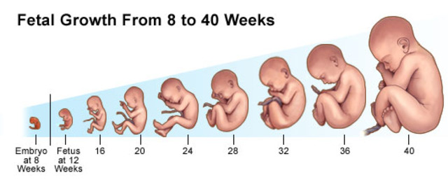 تطور شكل الجنين في أسابيع الحمل